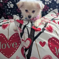 Chanel, a female Chihuahua for sale in Greenwood, IN – Photo 1 of 7