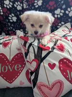 Chanel, a female Chihuahua for sale in Greenwood, IN – Photo 1 of 7