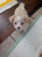 Hoss, a male Chihuahua for sale in Greenwood, IN – 1 of 7