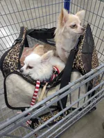 Tito, a male Chihuahua for sale in Greenwood, IN – 2 of 8
