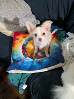 Hoss, a male Chihuahua for sale in Greenwood, IN – 2 of 10