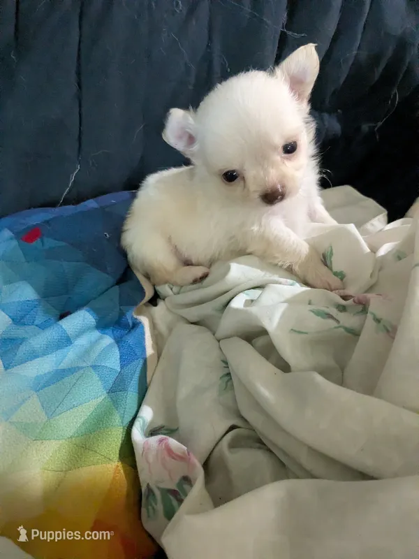 Tito – Chihuahua puppy for sale in Greenwood, IN
