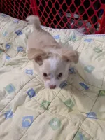 Hoss, a male Chihuahua for sale in Greenwood, IN – 3 of 10