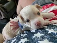 Hoss, a male Chihuahua for sale in Greenwood, IN – 7 of 7