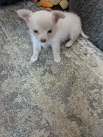 Tito, a male Chihuahua for sale in Greenwood, IN – 7 of 8