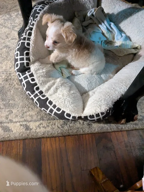 Hoss – Chihuahua puppy for sale in Greenwood, IN