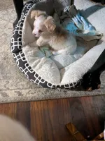 Hoss, a male Chihuahua for sale in Greenwood, IN – 2 of 7