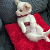 Tbow, a male Chihuahua for sale in Greenwood, IN – Photo 4 of 7