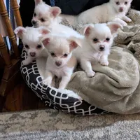 Tbow, a male Chihuahua for sale in Greenwood, IN – Photo 7 of 7