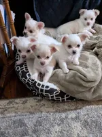 Tbow, a male Chihuahua for sale in Greenwood, IN – Photo 7 of 7