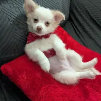 Tbow, a male Chihuahua for sale in Greenwood, IN – Photo 1 of 7