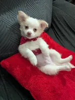 Tbow, a male Chihuahua for sale in Greenwood, IN – Photo 1 of 7