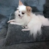 Tbow, a male Chihuahua for sale in Greenwood, IN – Photo 6 of 7