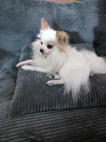 Tbow, a male Chihuahua for sale in Greenwood, IN – Photo 6 of 7