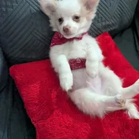 Tbow, a male Chihuahua for sale in Greenwood, IN – Photo 3 of 7