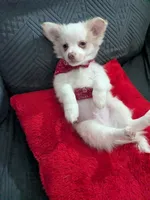 Tbow, a male Chihuahua for sale in Greenwood, IN – Photo 3 of 7