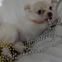 Tbow, a male Chihuahua for sale in Greenwood, IN – Photo 5 of 7