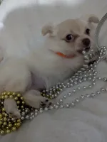 Tbow, a male Chihuahua for sale in Greenwood, IN – Photo 5 of 7