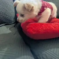 Tbow, a male Chihuahua for sale in Greenwood, IN – Photo 2 of 7