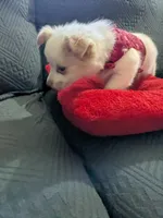 Tbow, a male Chihuahua for sale in Greenwood, IN – Photo 2 of 7