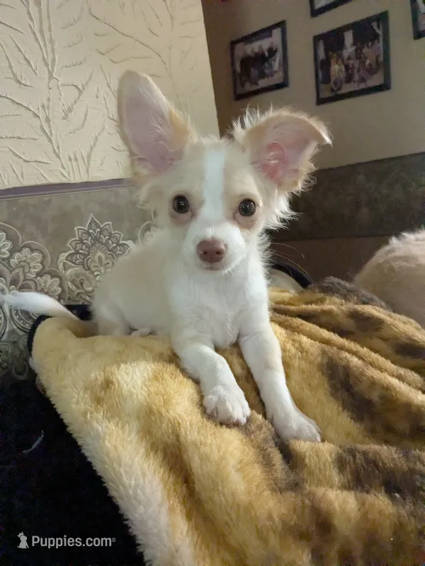 Hoss – Chihuahua puppy for sale in Greenwood, IN