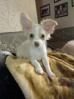 Hoss, a male Chihuahua for sale in Greenwood, IN – 1 of 10