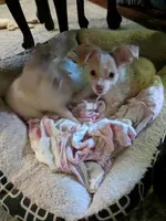 Hoss, a male Chihuahua for sale in Greenwood, IN – 5 of 10