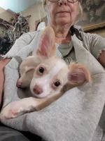 Hoss, a male Chihuahua for sale in Greenwood, IN – 3 of 10