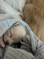 Tito, a male Chihuahua for sale in Greenwood, IN – 6 of 8