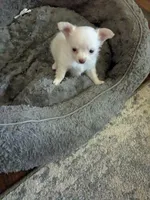 Tito, a male Chihuahua for sale in Greenwood, IN – 3 of 8