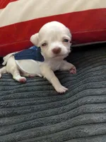Tito, a male Chihuahua for sale in Greenwood, IN – 8 of 8