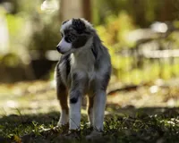 Queen Of Hearts, a female Miniature American Shepherd for sale in Franklinville, NC – 5 of 9