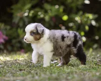 Hemi, a male Miniature American Shepherd for sale in Franklinville, NC – 2 of 6