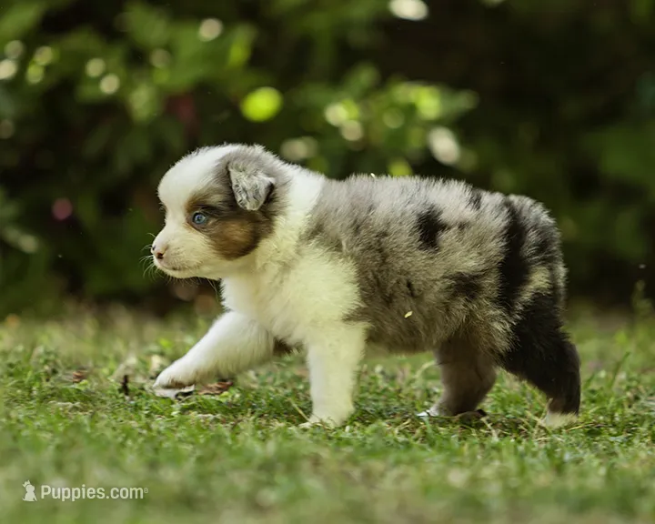 Hemi – Miniature American Shepherd puppy for sale in Franklinville, NC