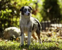 Queen Of Hearts, a female Miniature American Shepherd for sale in Franklinville, NC – 9 of 9