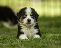 Maserati- Blue eyes , a male Miniature American Shepherd for sale in Franklinville, NC – 4 of 5