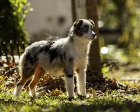 Queen Of Hearts, a female Miniature American Shepherd for sale in Franklinville, NC – 4 of 9