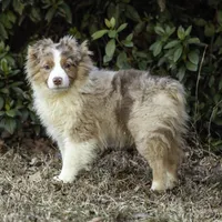 Shela, a female Miniature American Shepherd for sale in Franklinville, NC – Photo 3 of 5