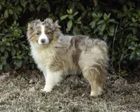Shela, a female Miniature American Shepherd for sale in Franklinville, NC – Photo 3 of 5