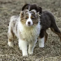 Shela, a female Miniature American Shepherd for sale in Franklinville, NC – Photo 1 of 5