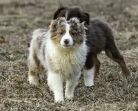 Shela, a female Miniature American Shepherd for sale in Franklinville, NC – Photo 1 of 5