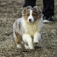 Shela, a female Miniature American Shepherd for sale in Franklinville, NC – Photo 2 of 5