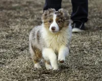 Shela, a female Miniature American Shepherd for sale in Franklinville, NC – Photo 2 of 5