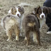 Shela, a female Miniature American Shepherd for sale in Franklinville, NC – Photo 4 of 5