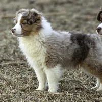 Shela, a female Miniature American Shepherd for sale in Franklinville, NC – Photo 5 of 5