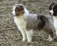 Shela, a female Miniature American Shepherd for sale in Franklinville, NC – Photo 5 of 5