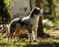 Queen Of Hearts, a female Miniature American Shepherd for sale in Franklinville, NC – 7 of 9