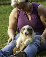 Hemi, a male Miniature American Shepherd for sale in Franklinville, NC – 2 of 9