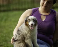 Hemi, a male Miniature American Shepherd for sale in Franklinville, NC – 7 of 9