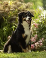 Hemi, a male Miniature American Shepherd for sale in Franklinville, NC – 6 of 6